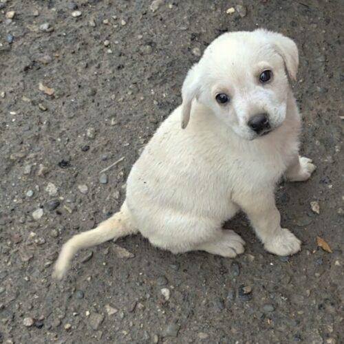 Toy - Maschio  - 2 Mesi  - Meticcio  - Taglia: Medio Contenuta  - Carattere: Dolce, Coccolone E Buono 